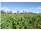 Blairwood, 250 Blairmore Lane, Aberdeen NSW 2336