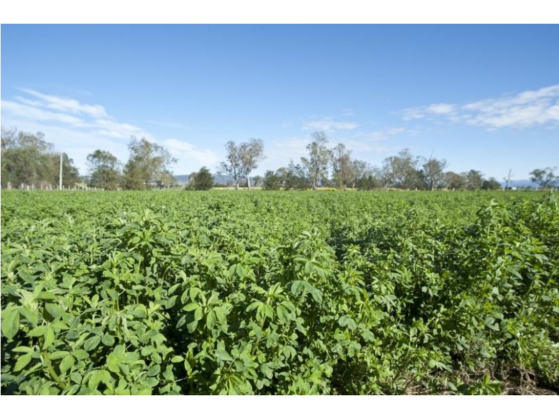 Blairwood, 250 Blairmore Lane, Aberdeen NSW 2336