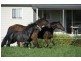 Blairwood, 250 Blairmore Lane, Aberdeen NSW 2336