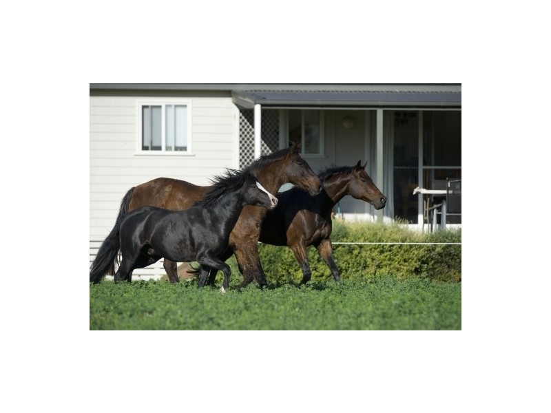 Blairwood, 250 Blairmore Lane, Aberdeen NSW 2336