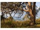 Upper Rouchel Rd, Rouchel NSW 2336
