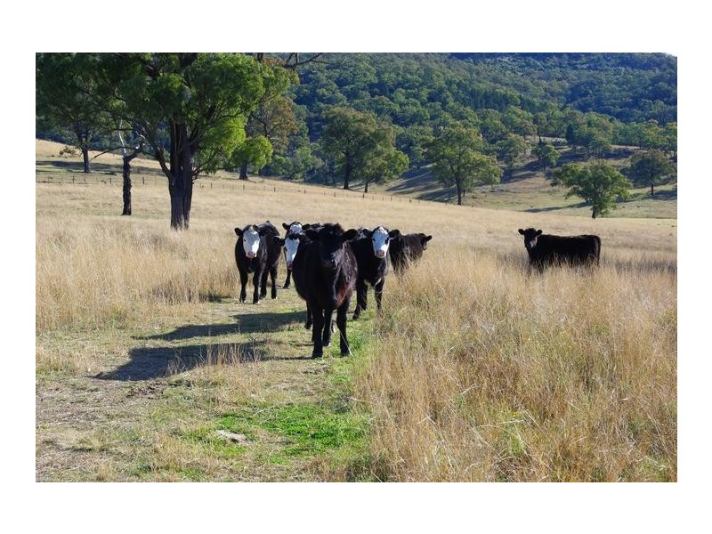 78 Mount Moobi Road, Scone NSW 2337