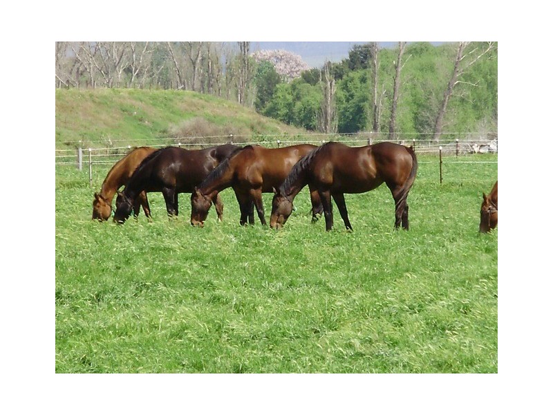 Riverview 193 Rouchel Rd,, Aberdeen NSW 2336