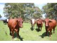 ”Top View”, Moonan Flat NSW 2337