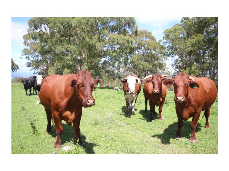 ”Top View”, Moonan Flat NSW 2337