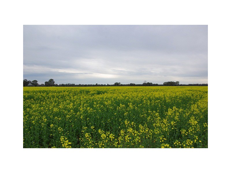 305 Coomboona Road, Coomboona VIC 3629