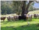 . Singles Creek 543 Pages River Road, Murrurundi NSW 2338