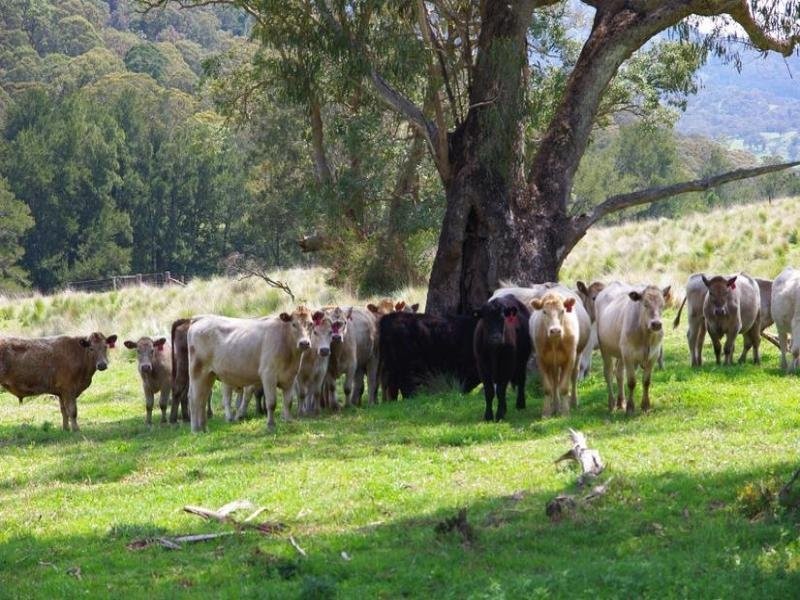 . Singles Creek 543 Pages River Road, Murrurundi NSW 2338