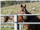 . Singles Creek 543 Pages River Road, Murrurundi NSW 2338