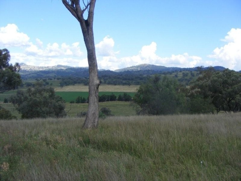 Willow Tree NSW 2339