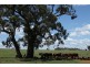 560 Westwood Road, Merriwa NSW 2329