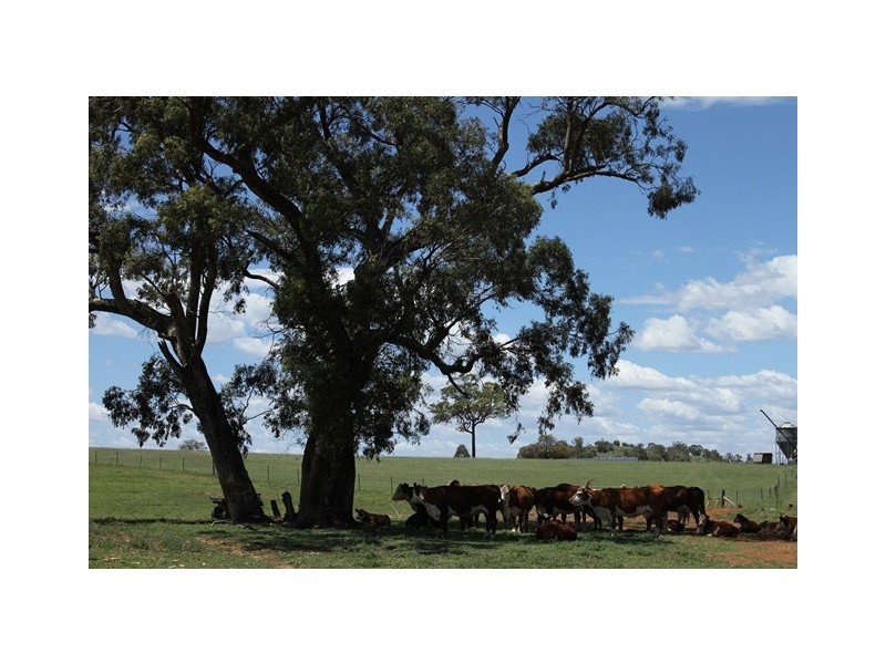 560 Westwood Road, Merriwa NSW 2329