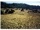 Scone NSW 2337