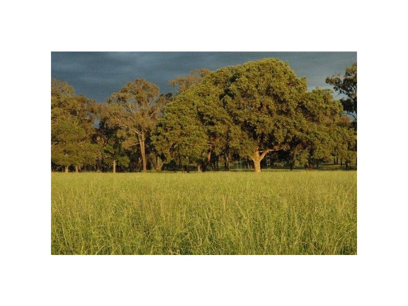 Middlebrook Drive, Scone NSW 2337