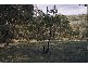 Phillips Creek Road, Willow Tree NSW 2339