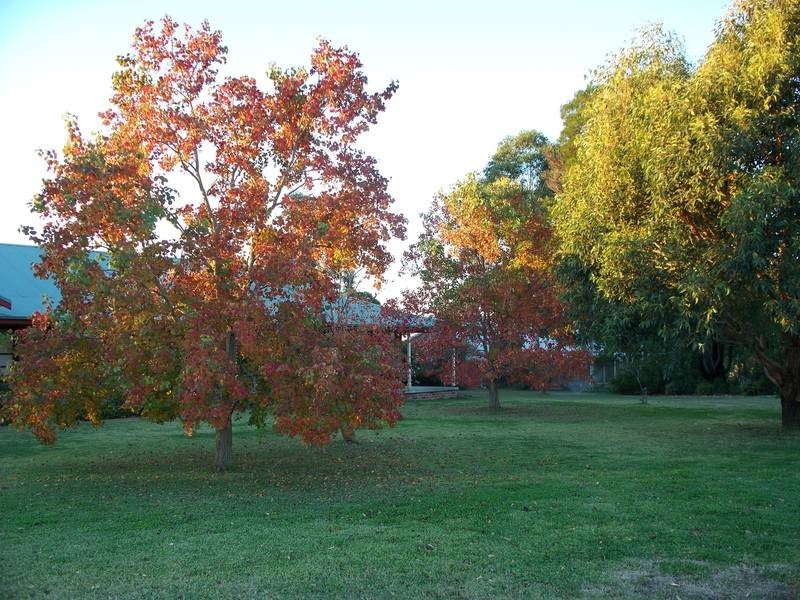 50 Gray Street, Scone NSW 2337