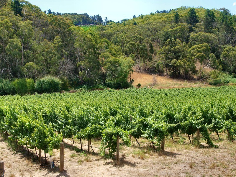 Lot 71 Coldstore Road, Lenswood SA 5240