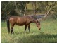 Lt 55 Bald Hills Road, Mount Barker SA 5251