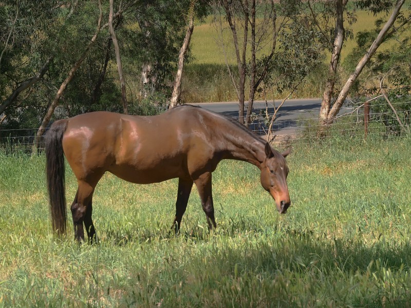 Lt 55 Bald Hills Road, Mount Barker SA 5251