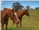 Lot 39 Taverner Road, Wistow SA 5251