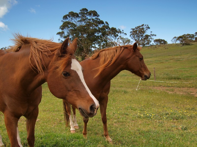 Lot 39 Taverner Road, Wistow SA 5251