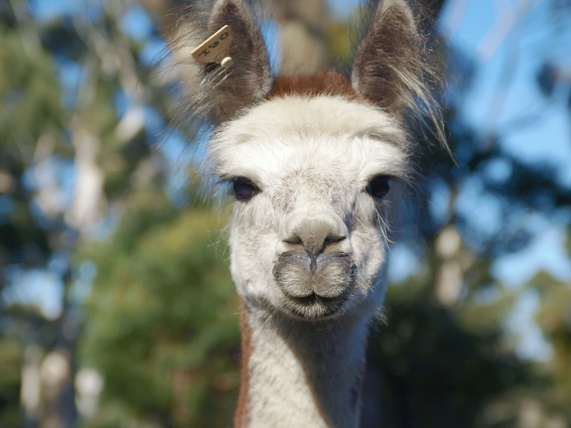 Lot 11 Western Branch Road, Lobethal SA 5241