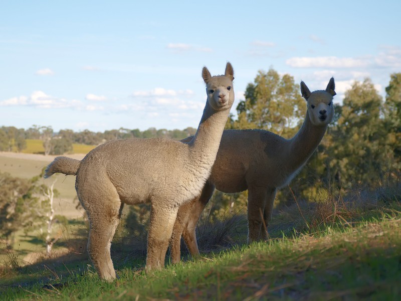 Lot 11 Western Branch Road, Lobethal SA 5241
