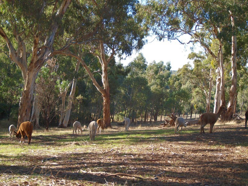 Lot 11 Western Branch Road, Lobethal SA 5241