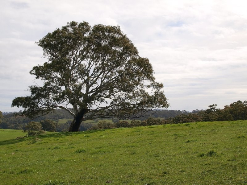 Lot 91 and 92, Woolshed Road, Mount Torrens SA 5244