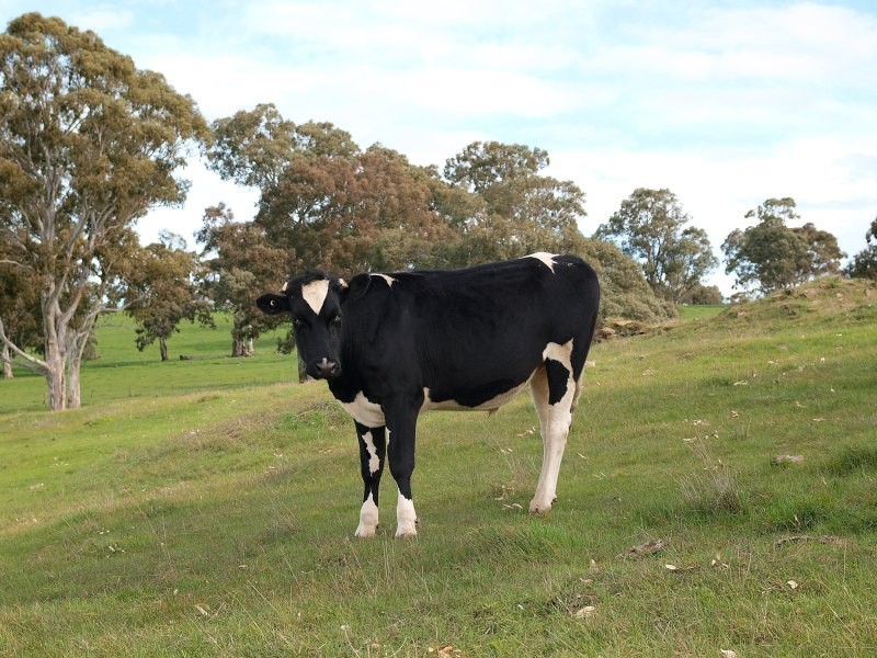 Lot 91 and 92, Woolshed Road, Mount Torrens SA 5244