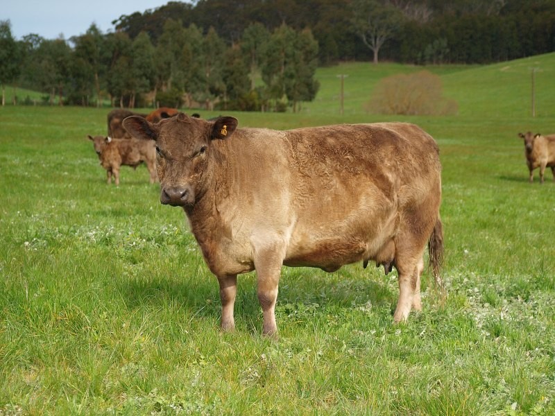 Lot 161 Braendler Road, Echunga SA 5153