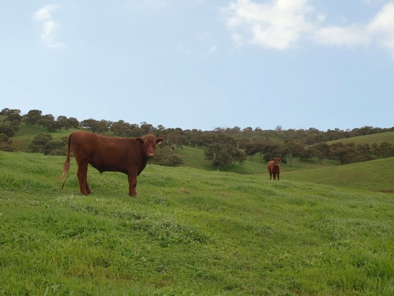 Lot 46 Harrogate Road, Brukunga SA 5252