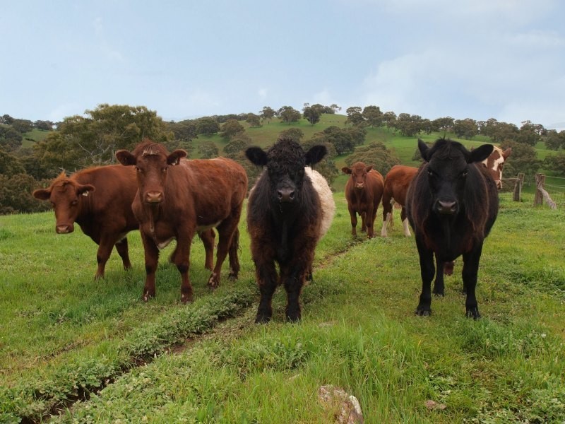 Lot 46 Harrogate Road, Brukunga SA 5252