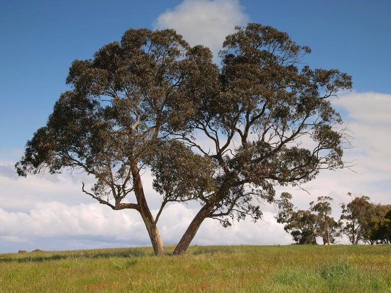 Lot 20 Pottery Road, Kuitpo SA 5172