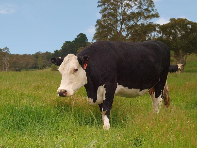 Lot 127 Pottery Road, Kuitpo SA 5172