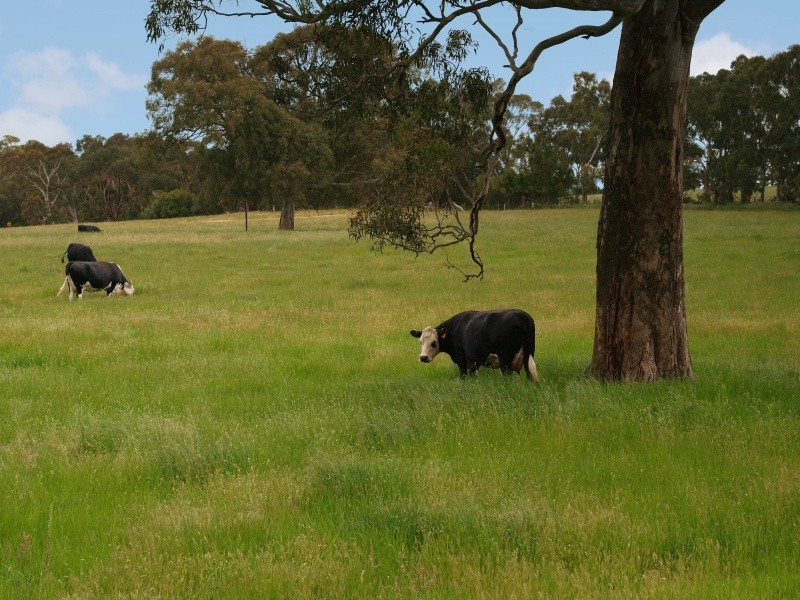 Lot 127 Pottery Road, Kuitpo SA 5172