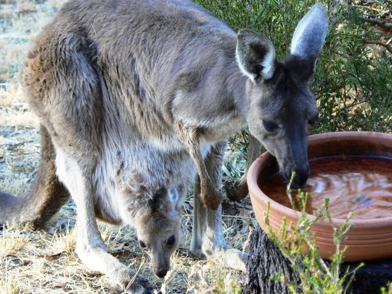 34 Frampton Road, Mount Barker SA 5251