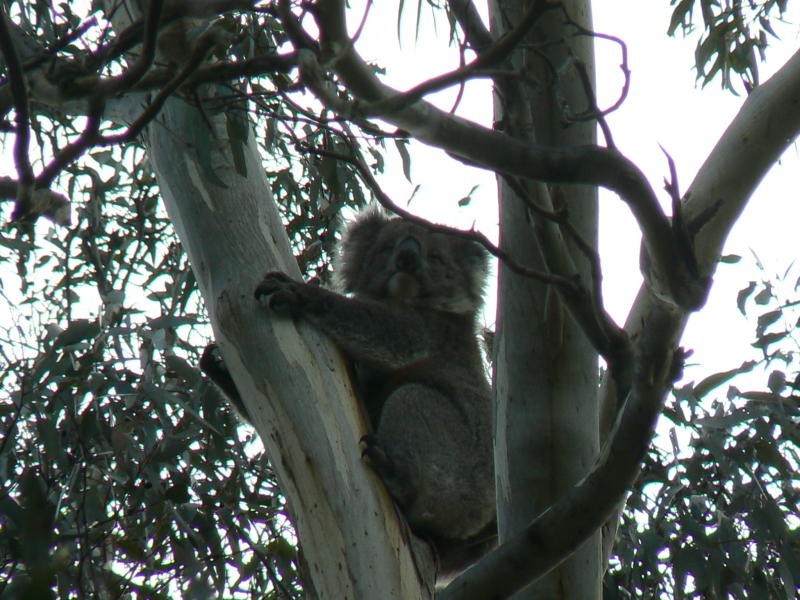 34 Frampton Road, Mount Barker SA 5251