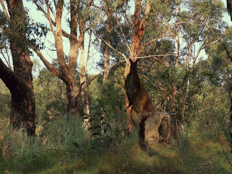 134 Stringy Bark Road, Cudlee Creek SA 5232