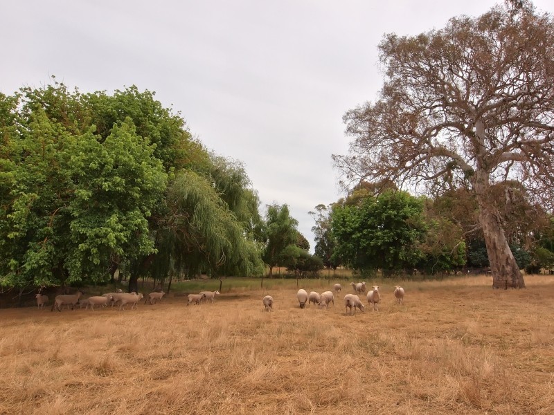 Lot 100 Elm Street (Off Tiers Road), Woodside SA 5244