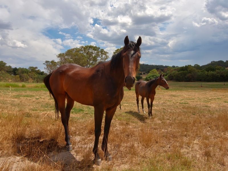 Lot 16 Onkaparinga Valley Road (Commonly known as Birdwood – Mt Torrens Road), Mount Torrens SA 5244