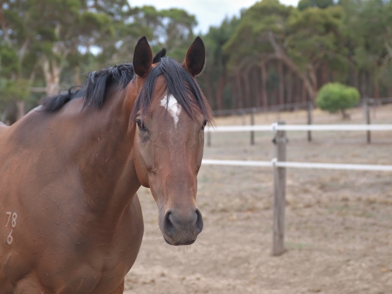 29 Mace Road, Nairne SA 5252