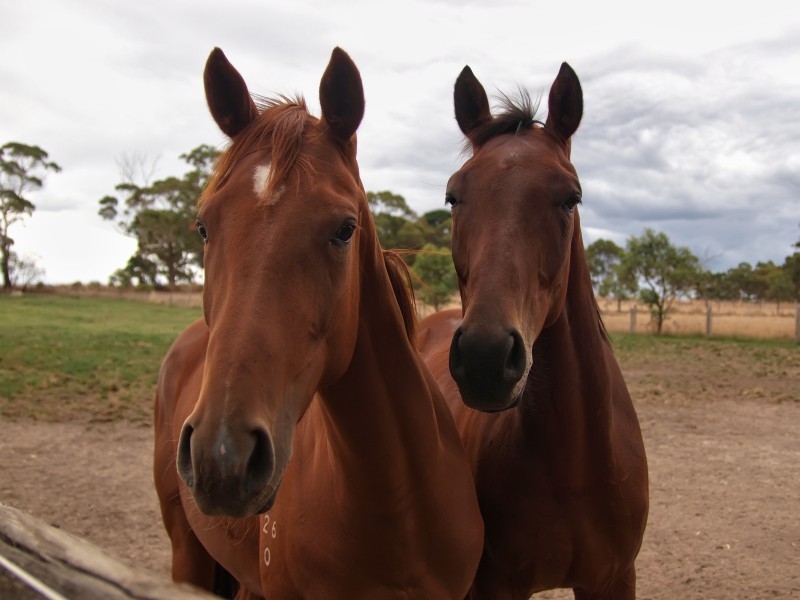 29 Mace Road, Nairne SA 5252