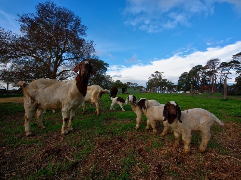 94 Pottery Road, Hope Forest SA 5172