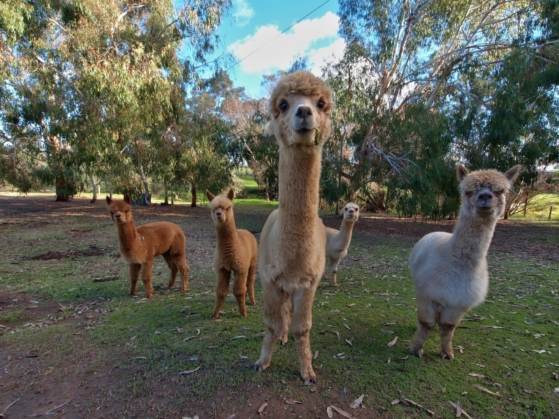 5 Angas Creek Road, Birdwood SA 5234