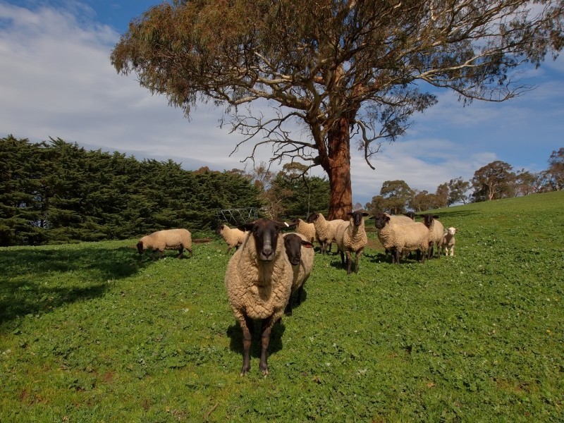 180 Mount Torrens Road, Lobethal SA 5241