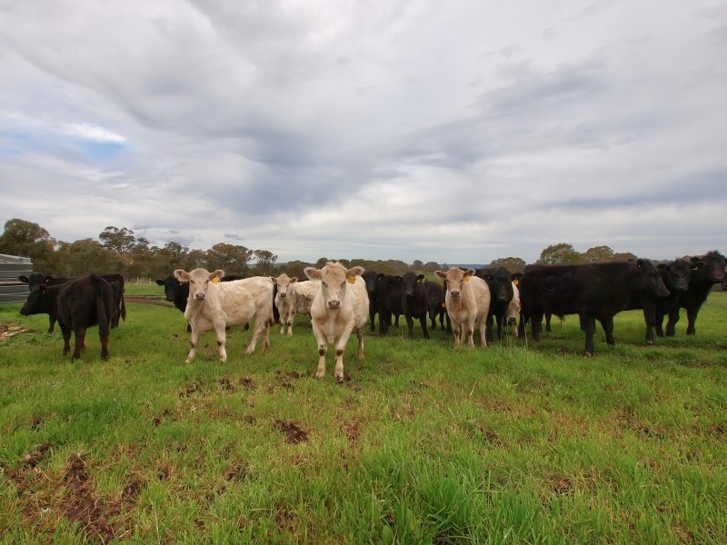 Lot 26 Gladigau Road, Harrogate SA 5244