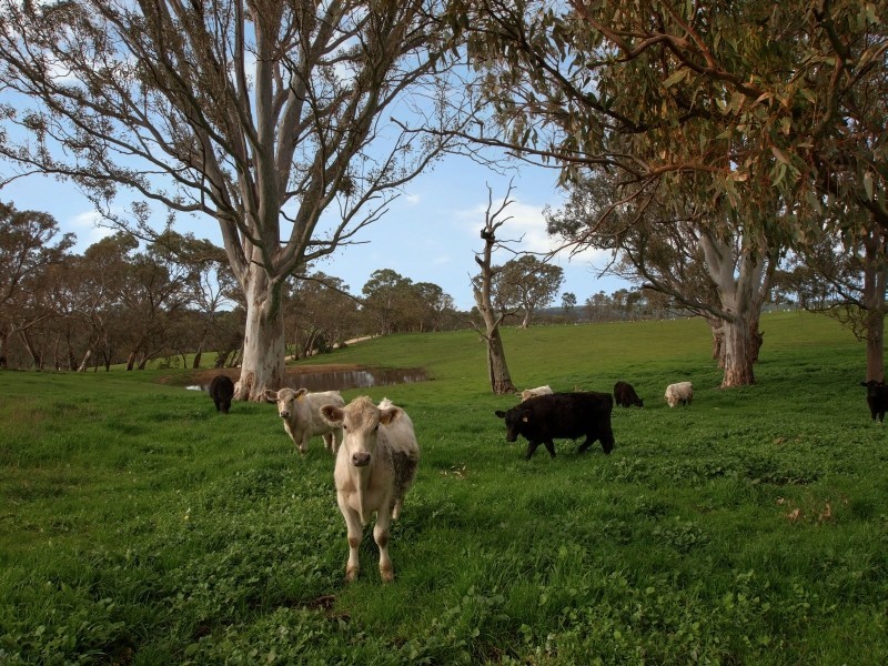 Lot 26 Gladigau Road, Harrogate SA 5244