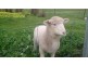 21 Memorial Drive, Tungkillo SA 5236