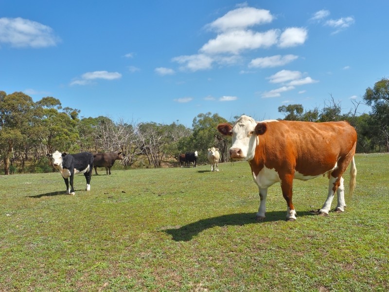 108 Naughtons Road, Woodside SA 5244